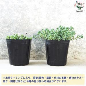 ITANSE セダム パープルヘイズ 多肉植物...の詳細画像2