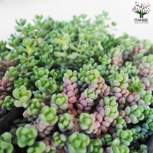 ITANSE セダム パープルヘイズ 多肉植物...の詳細画像3