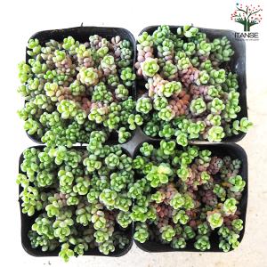 ITANSE セダム パープルヘイズ 多肉植物...の詳細画像4