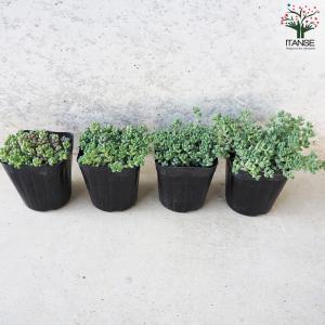 ITANSE セダム パープルヘイズ 多肉植物...の詳細画像5
