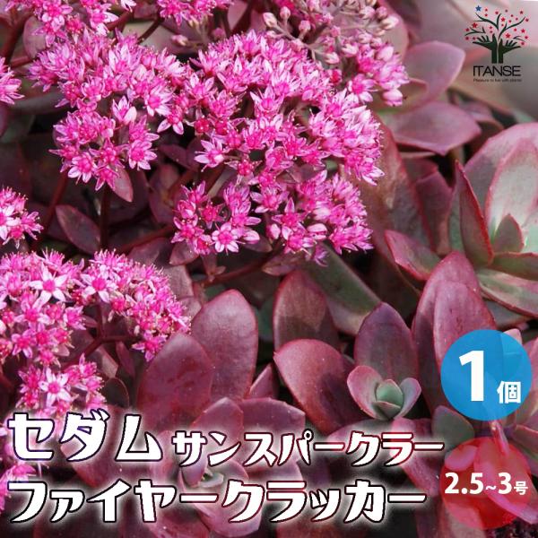 ITANSE セダム サンスパークラー・ファイヤークラッカー 多肉植物 2.5〜3号ポット 1個売り...