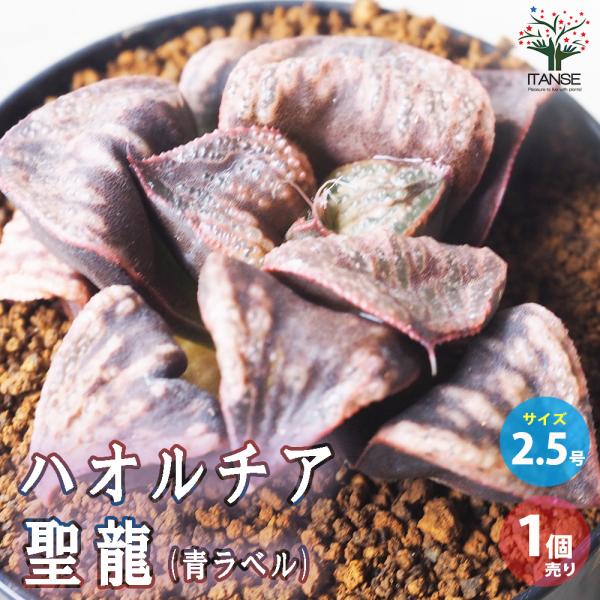 ITANSE ハオルチア (青) 聖龍 多肉植物 2.5号鉢 1個売り インテリア オブジェ 新生活...