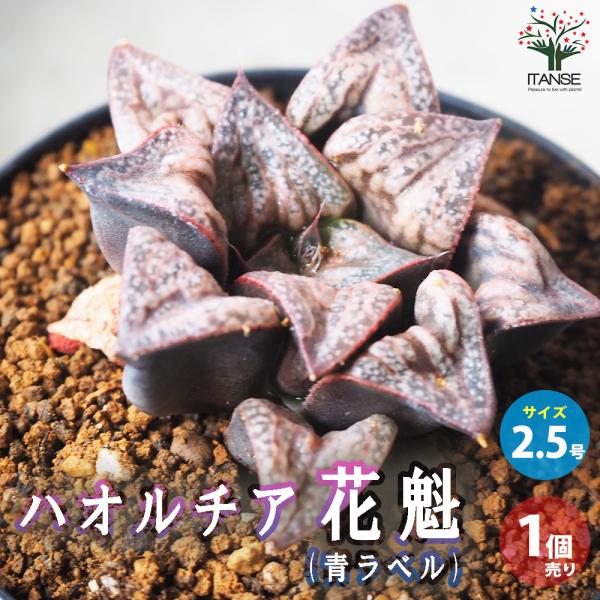 ITANSE ハオルチア (青) 花魁 多肉植物 2.5号鉢 1個売り インテリア オブジェ 新生活...