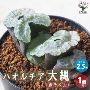 盆栽小鉢：美芸（常滑）六角鬼面足面付鉢 15.5cm*資材 : 遊恵盆栽