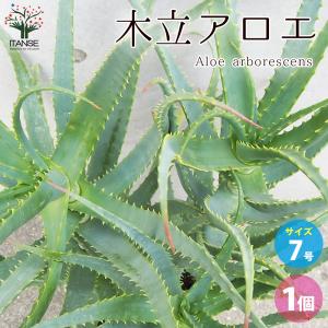 ITANSE 木立アロエ 多肉植物 7号鉢大苗 ...の商品画像