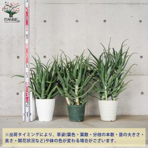 ITANSE 木立アロエ 多肉植物 7号鉢大苗...の詳細画像1