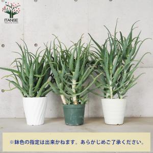 ITANSE 木立アロエ 多肉植物 7号鉢大苗...の詳細画像2