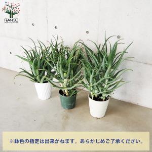 ITANSE 木立アロエ 多肉植物 7号鉢大苗...の詳細画像3
