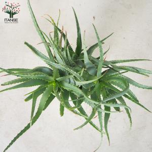 ITANSE 木立アロエ 多肉植物 7号鉢大苗...の詳細画像4