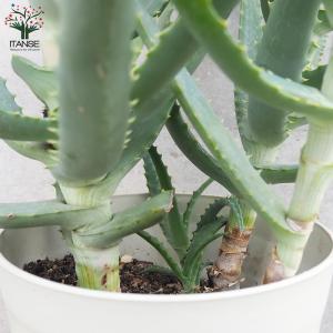 ITANSE 木立アロエ 多肉植物 7号鉢大苗...の詳細画像5