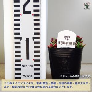 ITANSE 多肉植物 桜吹雪 多肉植物 2....の詳細画像2