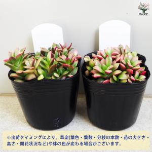 ITANSE 多肉植物 桜吹雪 多肉植物 2....の詳細画像3