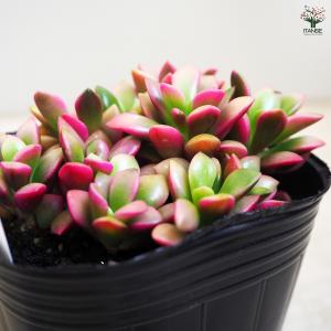 ITANSE 多肉植物 桜吹雪 多肉植物 2....の詳細画像5