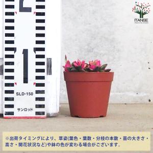 ITANSE 桜吹雪 多肉植物 2.5〜3号 ...の詳細画像1