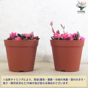 ITANSE 桜吹雪 多肉植物 2.5〜3号 ...の詳細画像2