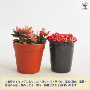 ITANSE 桜吹雪 多肉植物 2.5〜3号 ...の詳細画像3