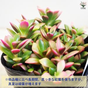 ITANSE 桜吹雪 多肉植物 2.5〜3号 ...の詳細画像4
