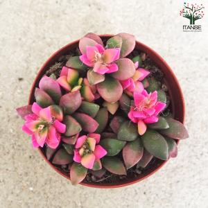 ITANSE 桜吹雪 多肉植物 2.5〜3号 ...の詳細画像5