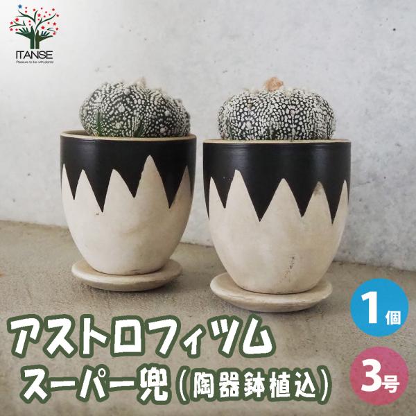 ITANSE アストロフィツム スーパー兜(カブト) 多肉植物 お洒落な3号陶器鉢/1個売り アステ...