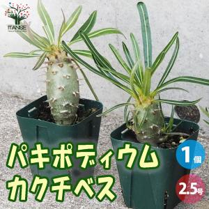 ITANSE パキポディウム カクチペス Lサイズ 多肉植物 2.5号鉢/1個売り 塊根植物 サボテン 発根 観葉植物 イタンセ公式