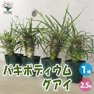多肉植物 yukエケベリア 月輪 優木園さんの苗 命名株 送料無料