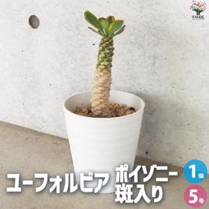 多肉植物：ユーフォルビア フスカ 蛮蛇頭*幅22cm 現品！一品限り