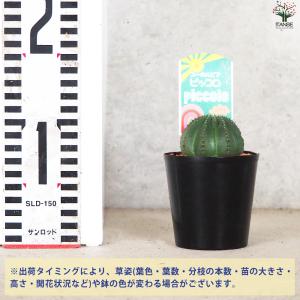 ITANSE ユーフォルビア ピッコロ オベサ...の詳細画像1