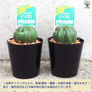 ITANSE ユーフォルビア ピッコロ オベサ...の詳細画像2