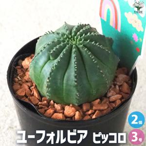 ユーフォルビア オベサ 多肉植物 2.5号/1個売り 花苗 お花 宿根草