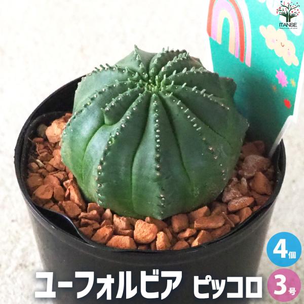 ITANSE ユーフォルビア ピッコロ オベサ梵天 多肉植物 3号鉢/お買い得4個セット 花苗 多肉...