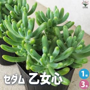 現品限り】ブーファン・ハエマンソイデス 1年管理 おそらく発根済み