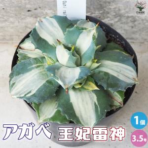 多肉植物 アガベ 王妃笹の雪 A型 7.5〜9cmポット苗 : やましち山野草