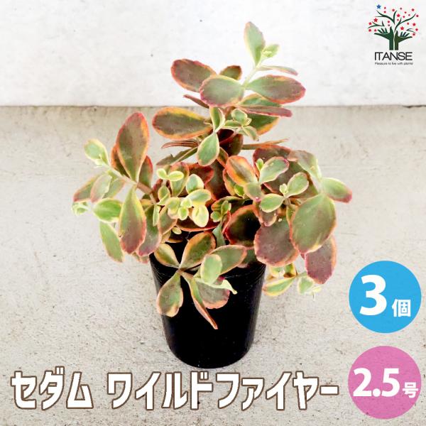 ITANSE セダム ワイルドファイヤー 多肉植物 2.5号ポット/お買い得3個セット グランドカバ...