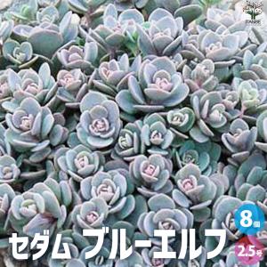 日本花キ流通 多肉植物 caアエオニウム ファイヤークラッカー錦 多肉