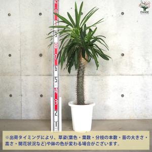 ITANSE パキポディウム ラメリー 多肉植...の詳細画像1