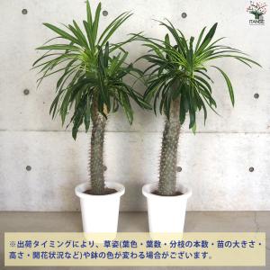 ITANSE パキポディウム ラメリー 多肉植...の詳細画像2