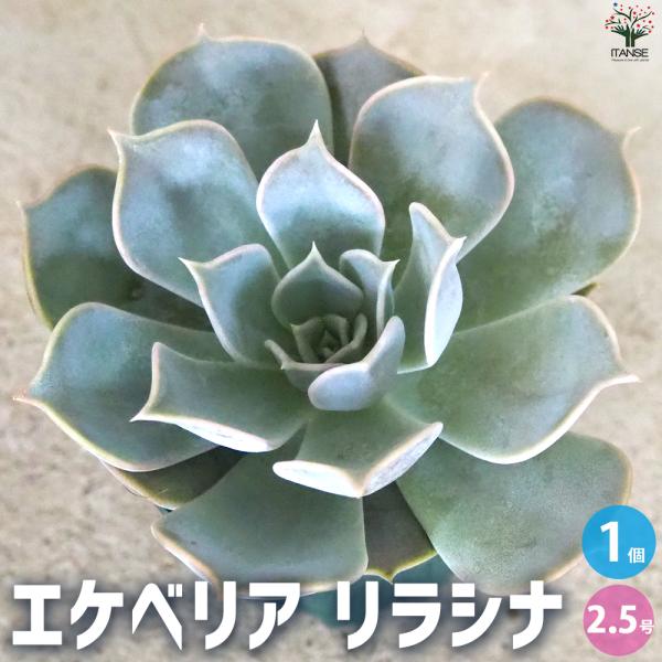 ITANSE エケベリア リラシナ 多肉植物 2.5号鉢/1個売り 多肉植物 観葉植物 インテリアグ...