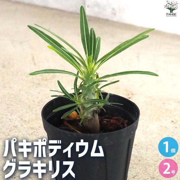 ITANSE パキポディウム グラキリス 多肉植物 2号鉢/1個売り 塊根植物 コーデックス 多肉植...