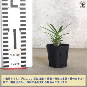 ITANSE パキポディウム グラキリス 多肉...の詳細画像1