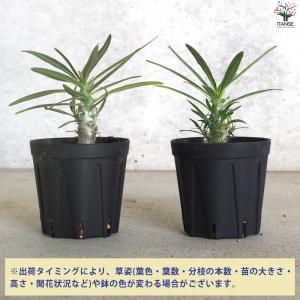 ITANSE パキポディウム グラキリス 多肉...の詳細画像2