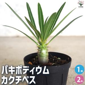 ☆特価☆コーデックス：アデニア グラウカ 3個セット*塊根幅1cm