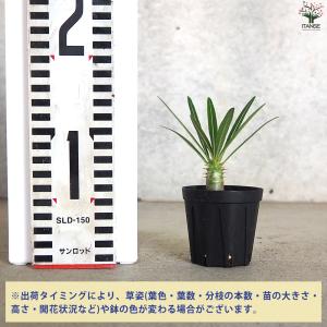 ITANSE パキポディウム カクチペス 多肉...の詳細画像1