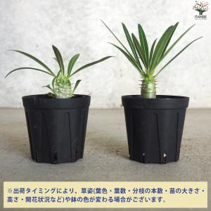 ITANSE パキポディウム カクチペス 多肉...の詳細画像2