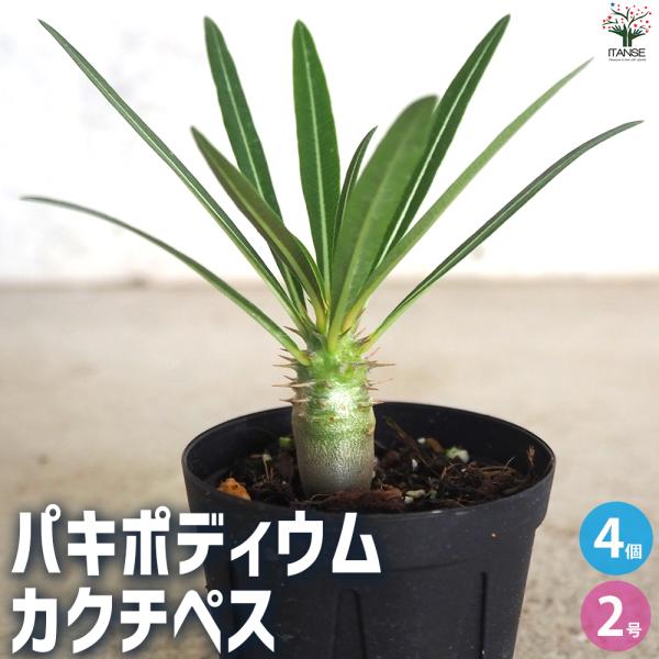 ITANSE パキポディウム カクチペス 多肉植物 2号鉢/お買い得4個セット 塊根植物 コーデック...