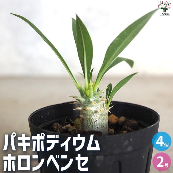 ITANSE パキポディウム ホロンベンセ 多肉植物 2号鉢/お買い得4個セット 塊根植物 コーデッ...