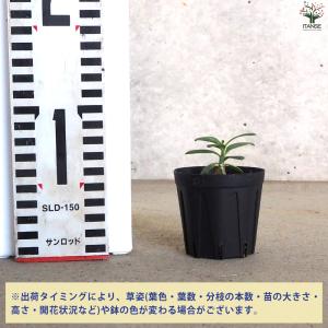 ITANSE パキポディウム ビスピノーサム ...の詳細画像1