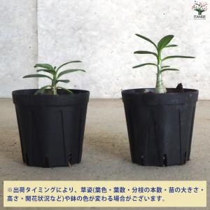 ITANSE パキポディウム ビスピノーサム ...の詳細画像2