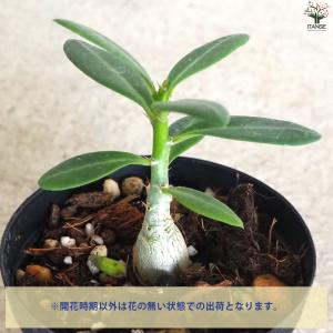 ITANSE パキポディウム ビスピノーサム ...の詳細画像3