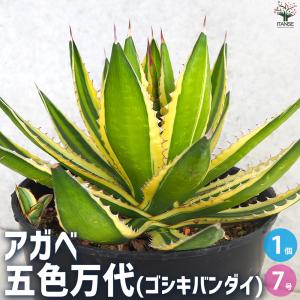 現品】アガベ・アメリカーナ 華厳 特大株 13号 黒鉢（3） : 花の