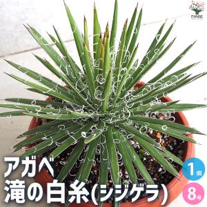 大株 直径120cm ウェベリー　アリゾナスター　アガベ agave 大株 直径120cm ウェベリー アリゾナスター アガベ agave 大型 直径